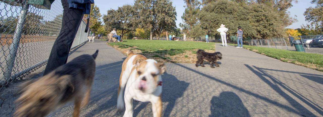 Heather Farm Dog Park