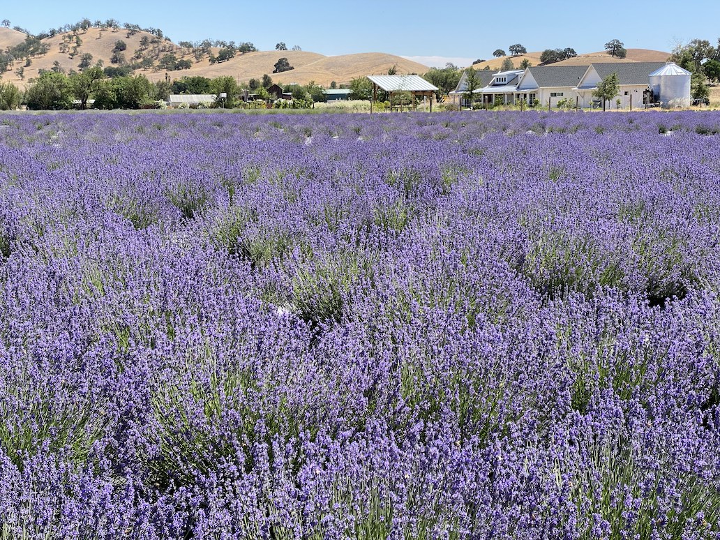 an image of lavendar