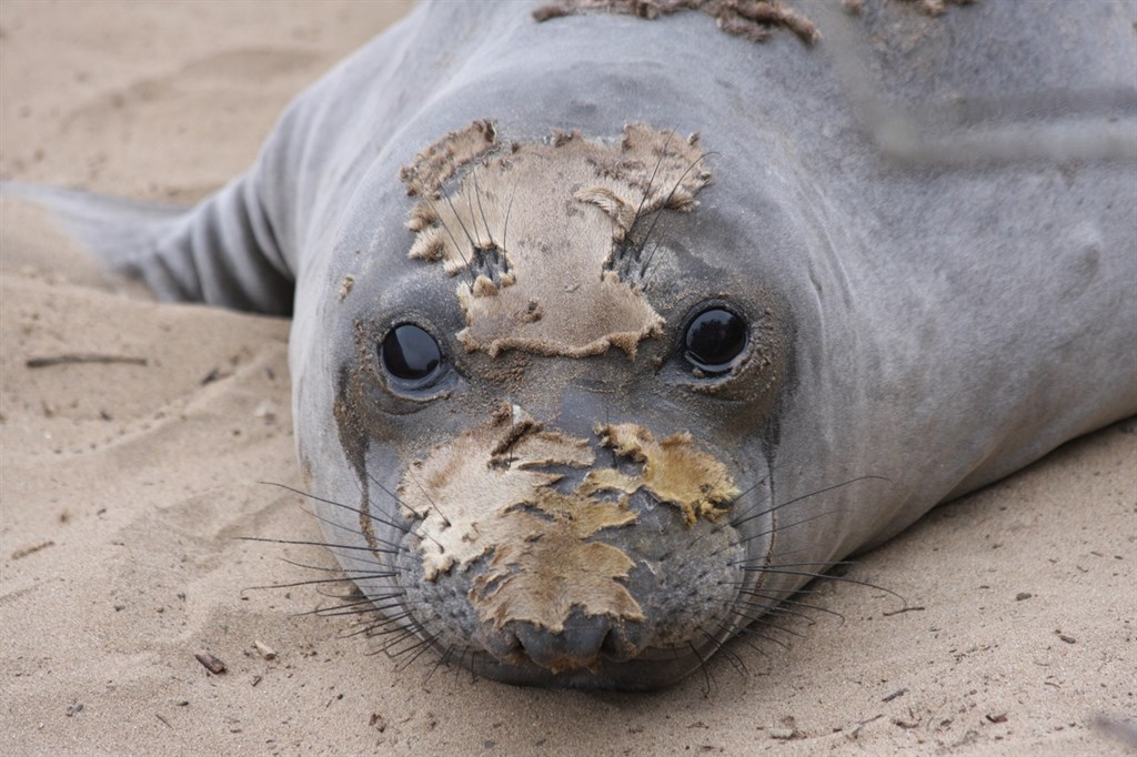 The Año Nuevo Coast Preserve: California Wildlife at its Best!